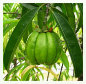 Garcinia